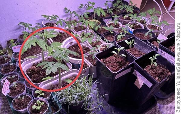 Условия выращивания