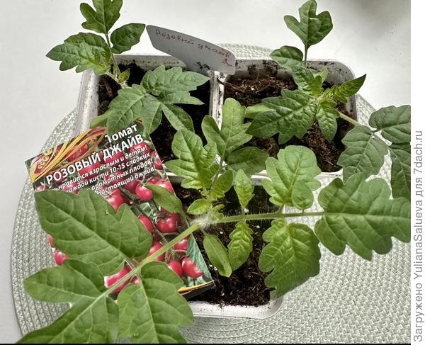 Фото 12 апреля