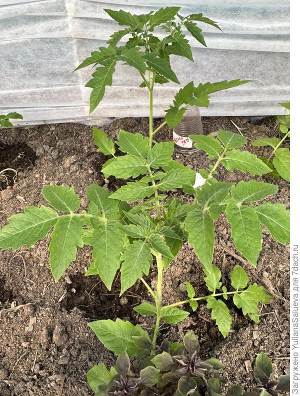 Томат «Янтарная гроздь»