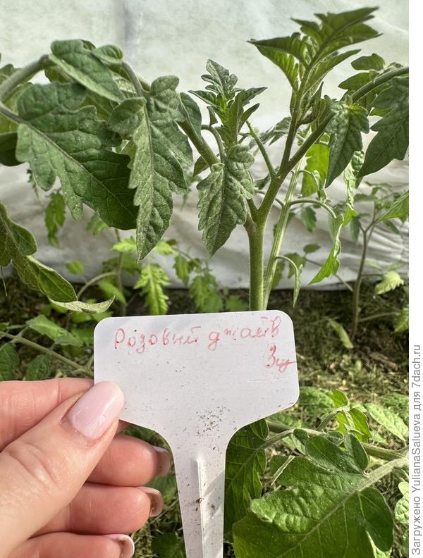 Томат «Розовый джайв»