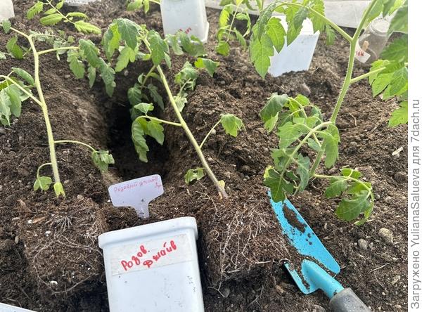 Томат «Розовый джайв»