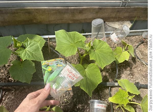 «Первый сбор»