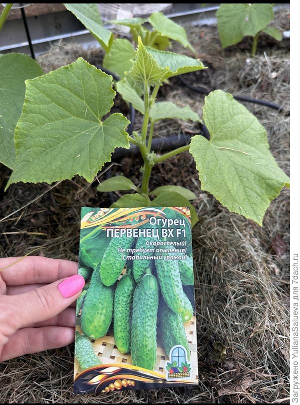 Растение 3 фото 15 июня