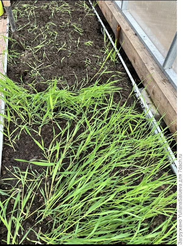 Градуса с сидератом