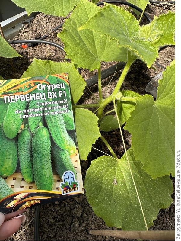 Спустя 10 дней после высадки