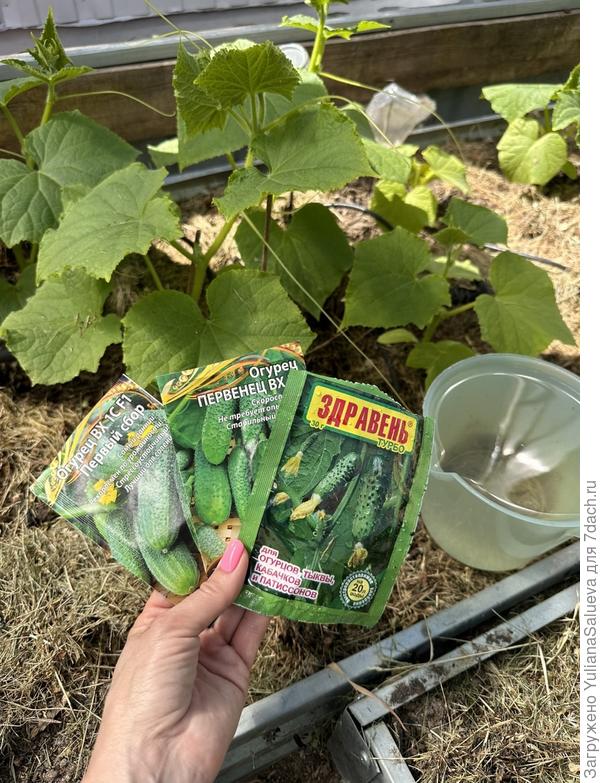 Подкормим огурчики