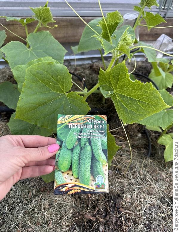 Растение 2 фото 15 июня