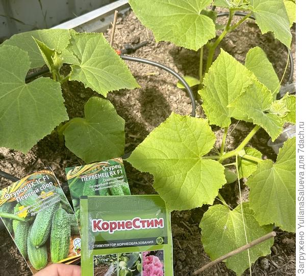 Полив препаратом Корнестим