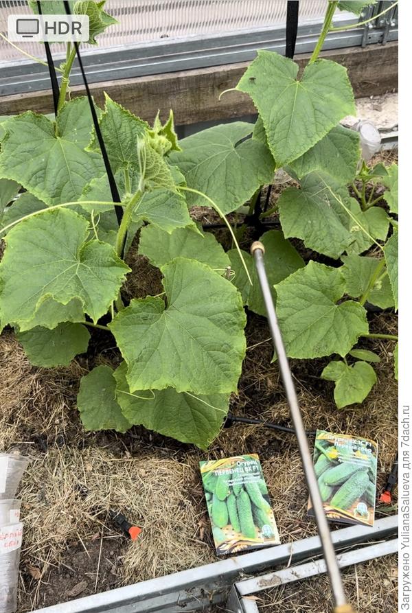 Опрыскивание Плодостимом