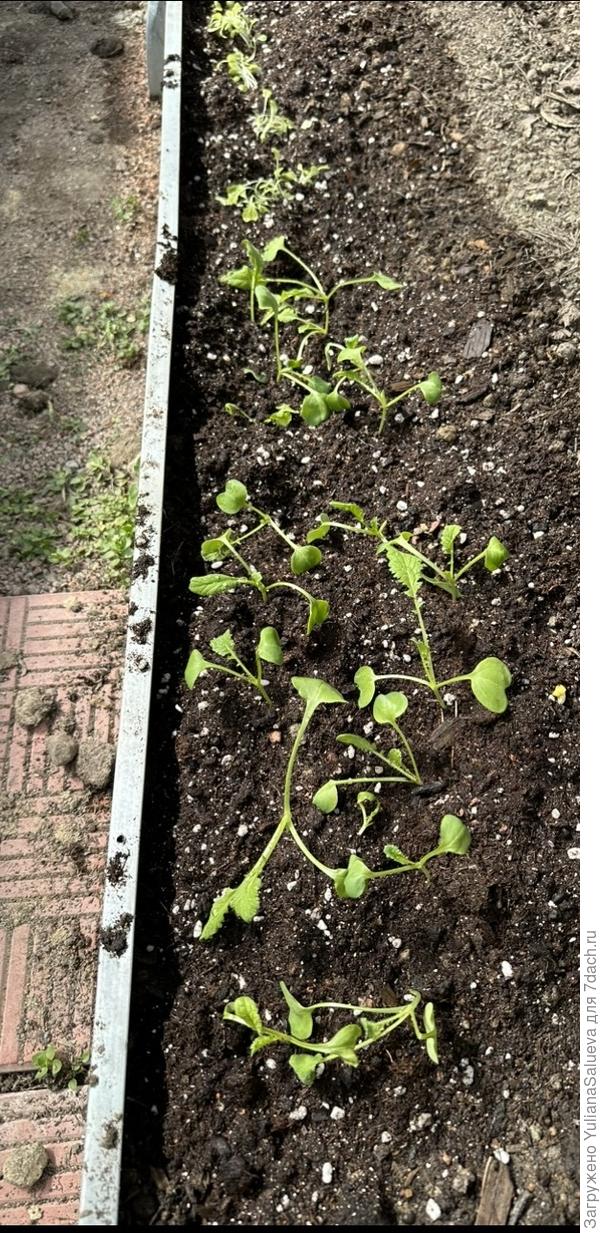 Высаженная рассада