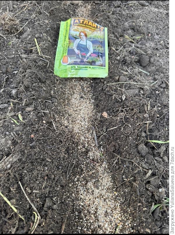 Препарат Атлант