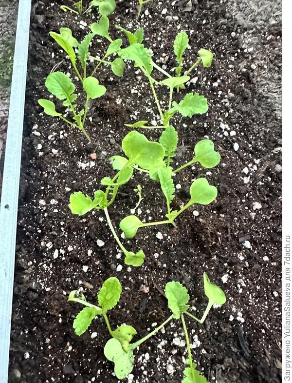 Рассада через 4 дня