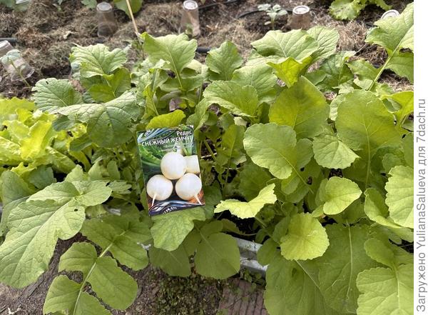 Спустя 10 дней