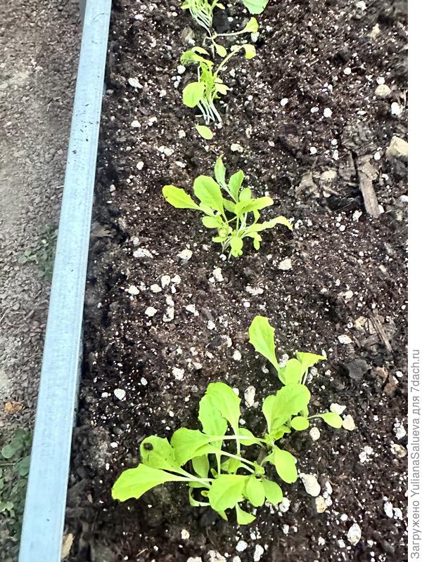 Салат спустя