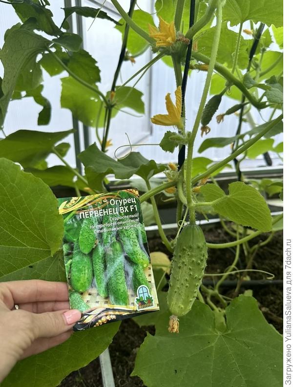 Первенец огурца «Первенец»