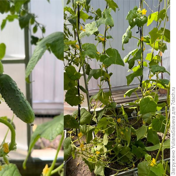 Укладка плетей на грядку