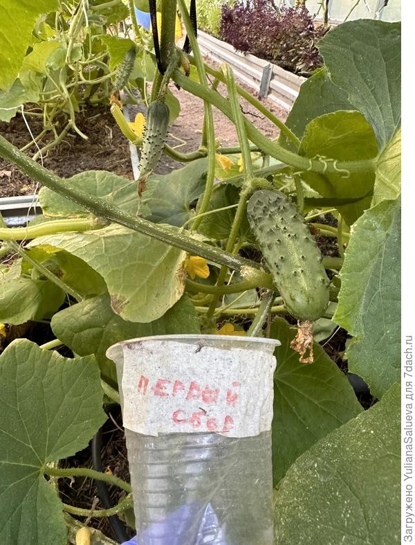 «Первый сбор»