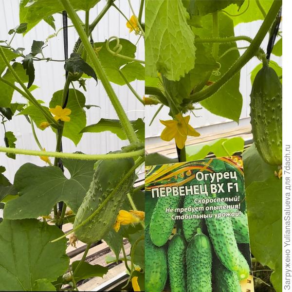 Фото 1-го растения