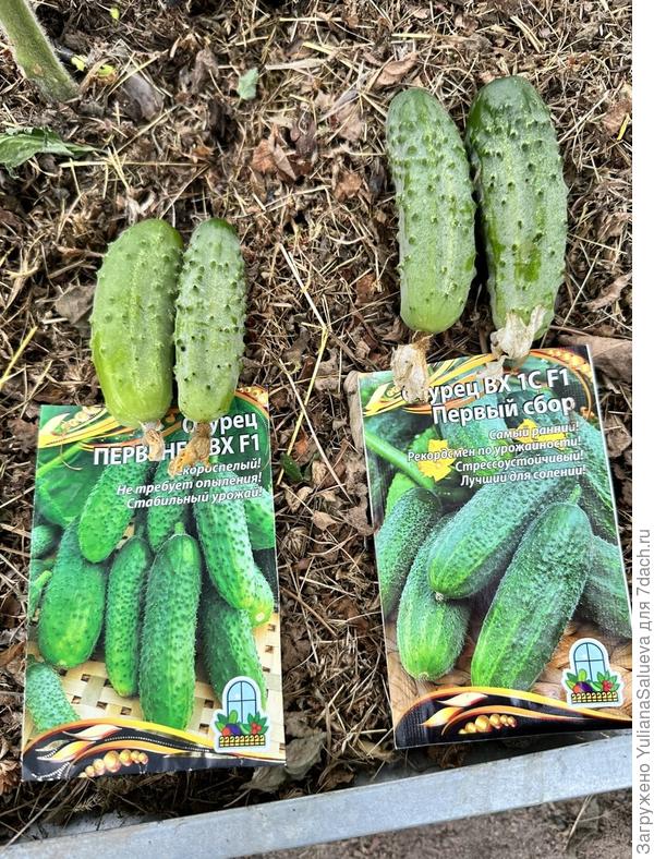 Сбор урожая