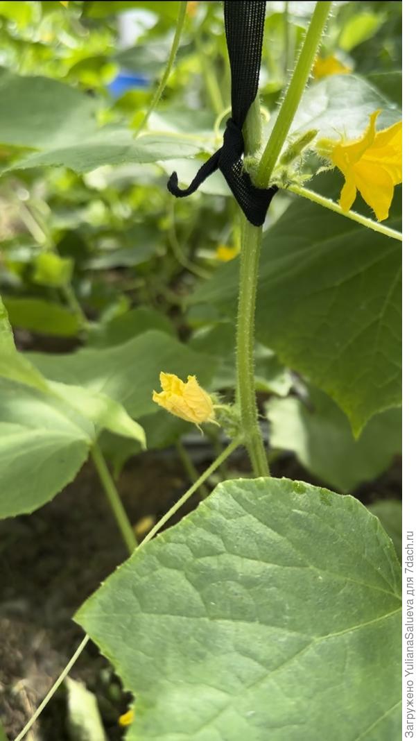 Третье растение