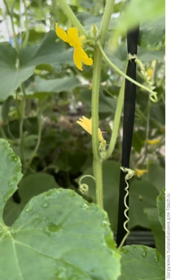 Третье растение