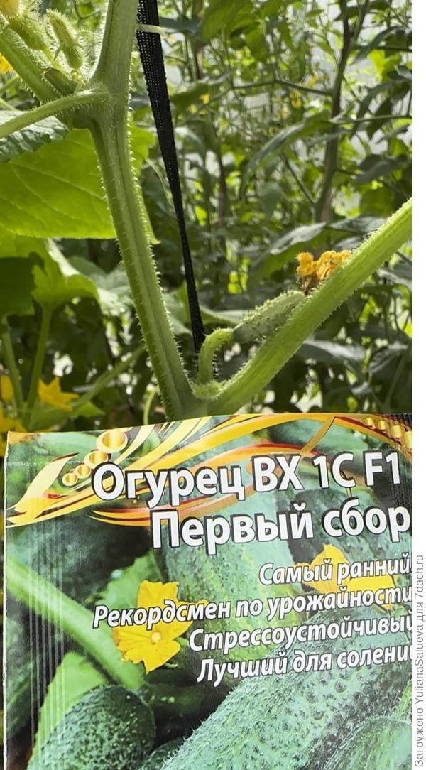 Первое растение