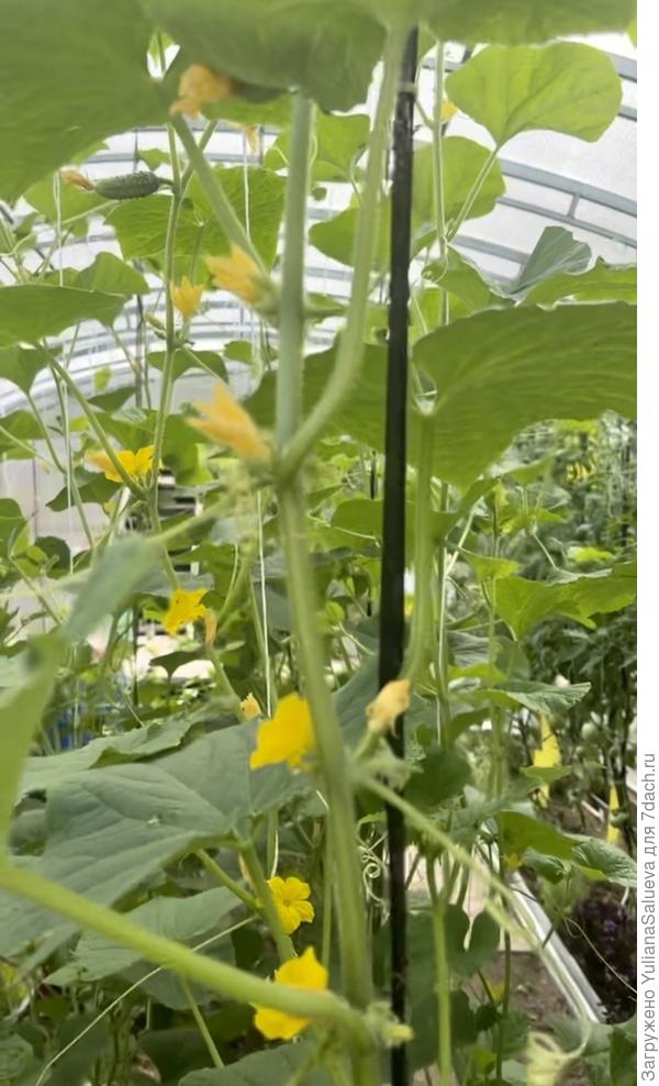 Второе растение