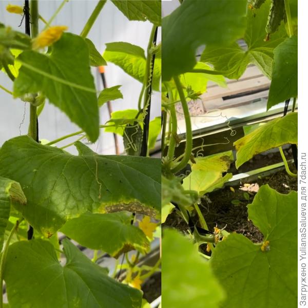 Пожелтение и усыхание листьев