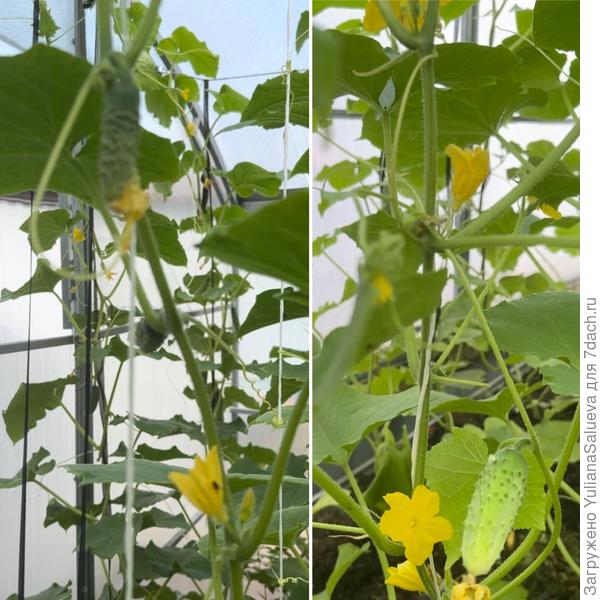 Фото второго растения