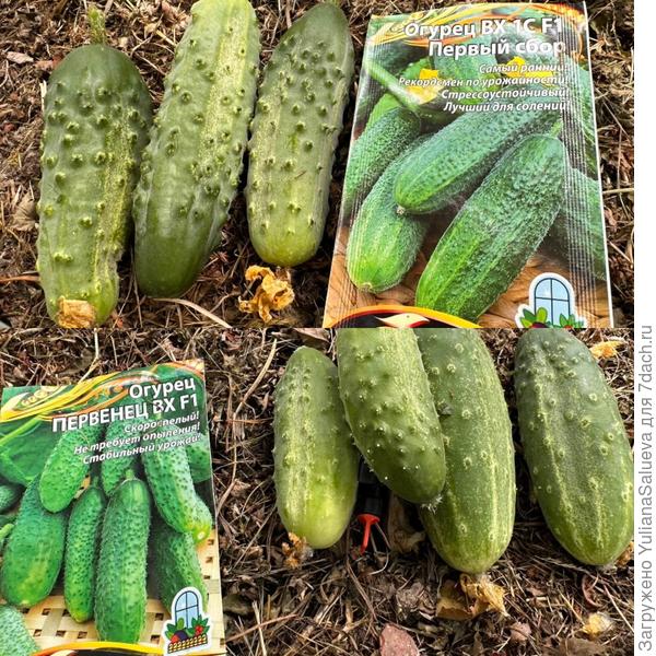 Сбор 22 июля