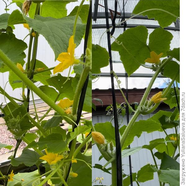 Огурец «Первенец»