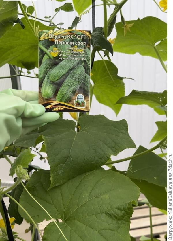 Огурец «Первый сбор»