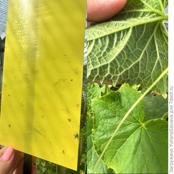 Контроль белокрылки