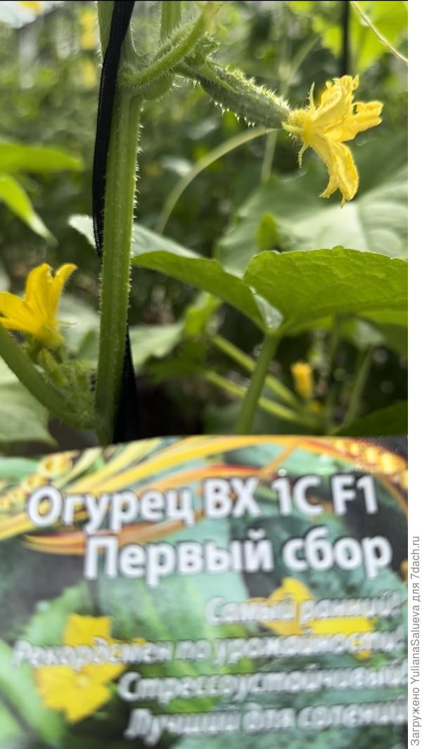 Второе растение