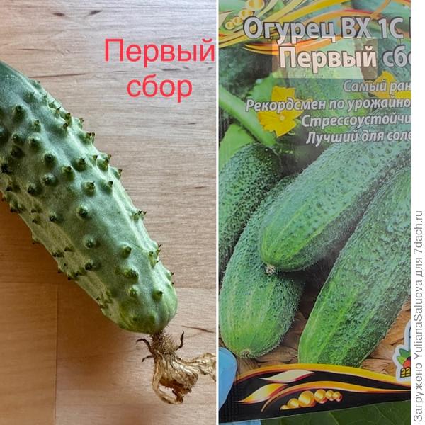 «Первый сбор»