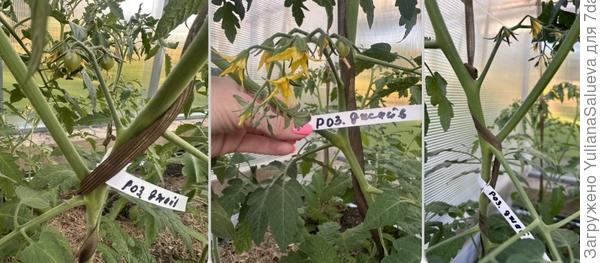 Первые томатики