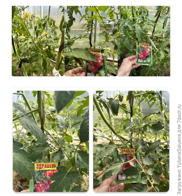 Подкормка томатов под корень