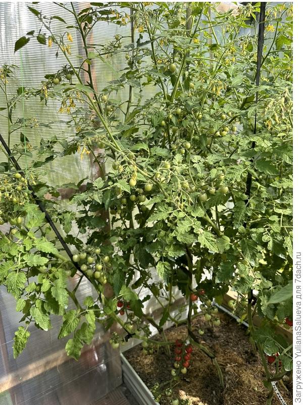 Куст большой, крепкий