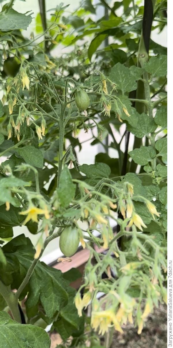 Кисть верхнего яруса