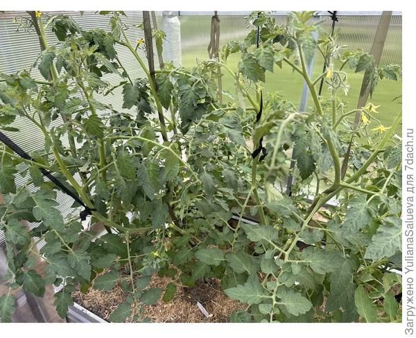 Томаты «Розовый джайв»