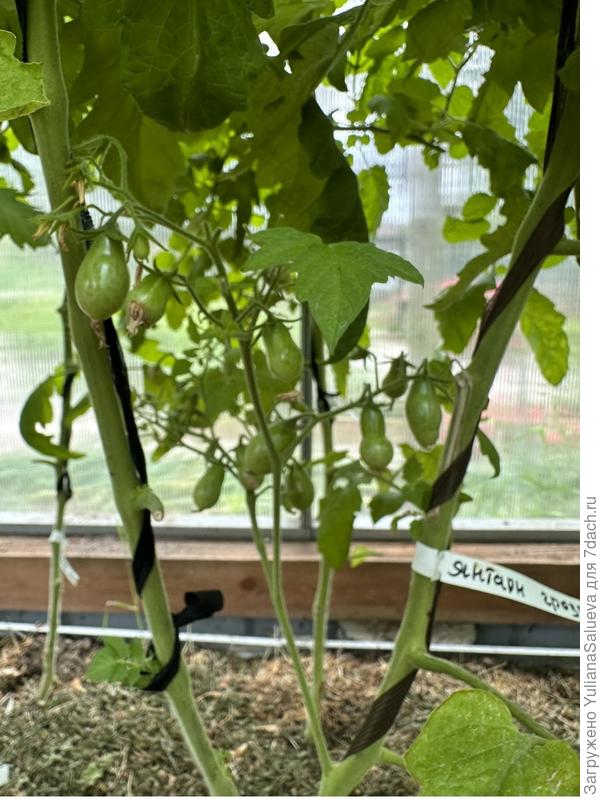 «Янтарные гроздь»