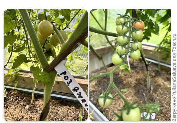 Окраска плодов «Томат розовый джайв»