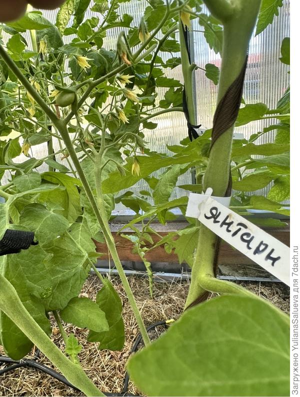 Первый плодик «Янтарная гроздь»