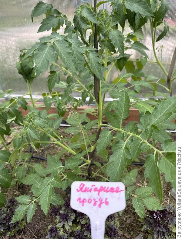 Томат «Янтарные гроздь»