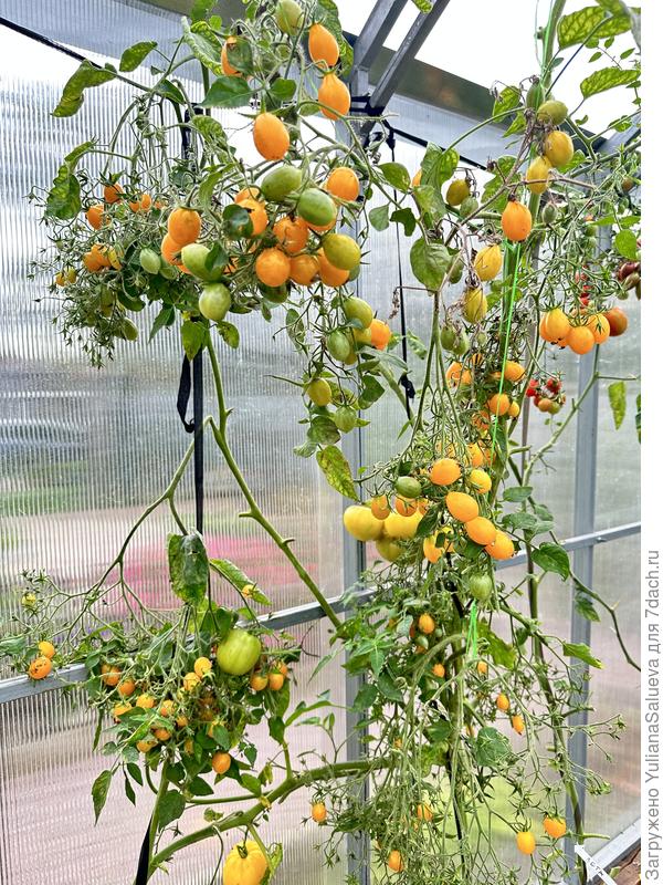 Последний сбор