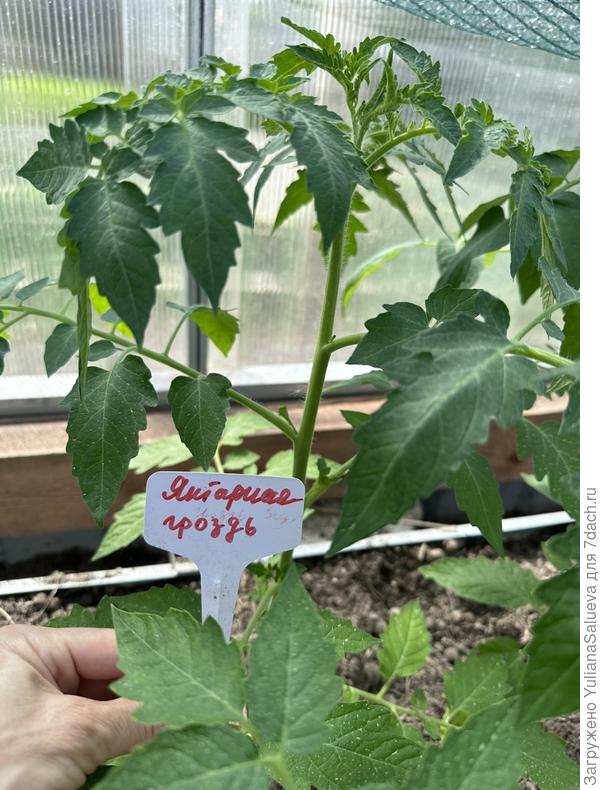 Второе растения томат «Янтарные гроздь»