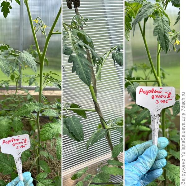 Первый цветочный кисти томат «Розовый джайв»