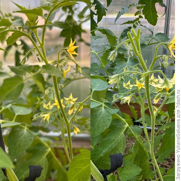 Удаление израстания