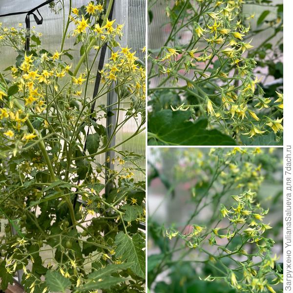 Чистка кисти от израстания