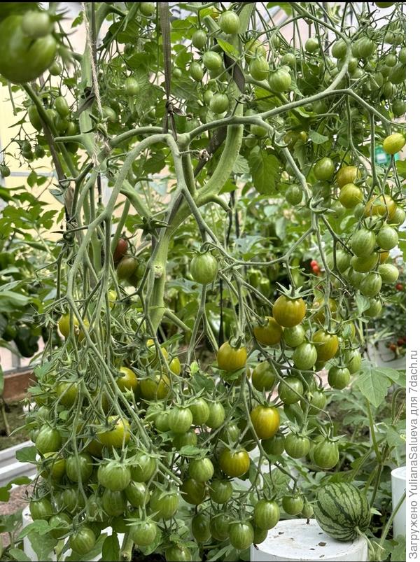 Томат «Эмбер кейс»